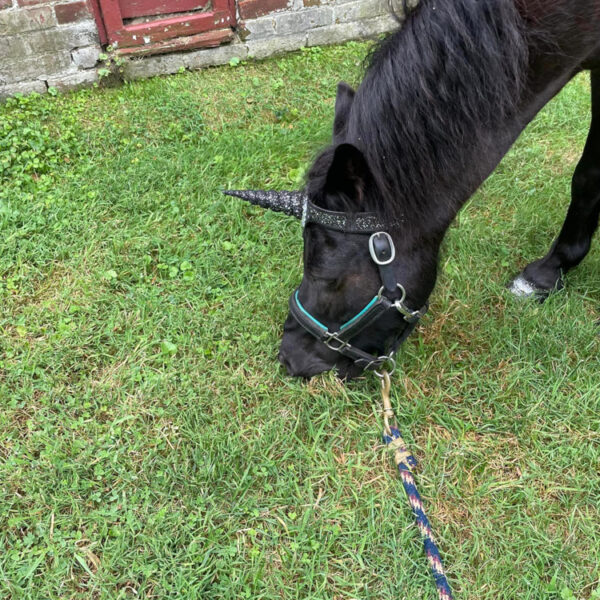 Unicorn Quest 2024 - North East, MD