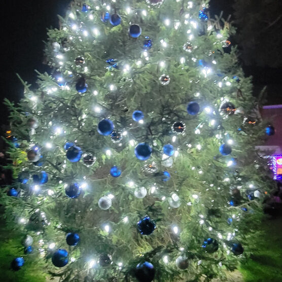 Winter Lights, Cecil Nights 2024