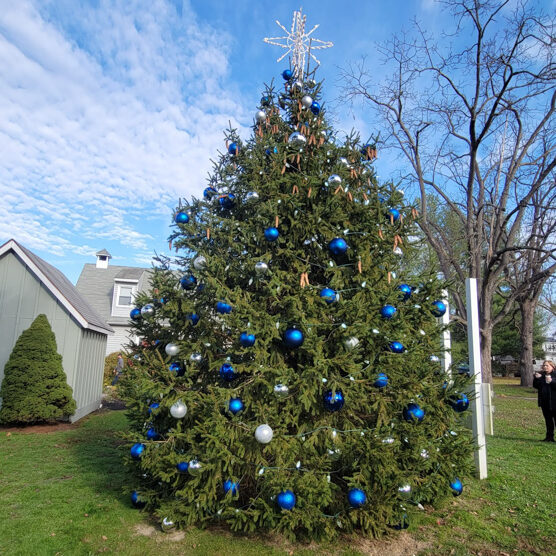 Winter Lights, Cecil Nights 2024