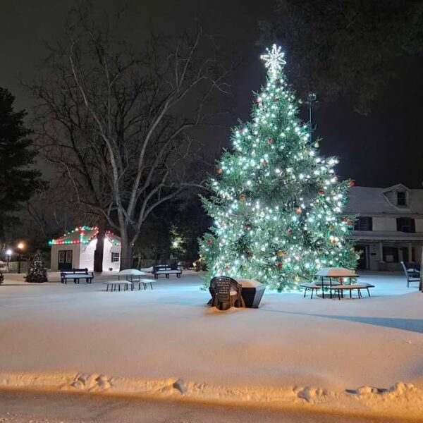 Christmas Tree on The Green